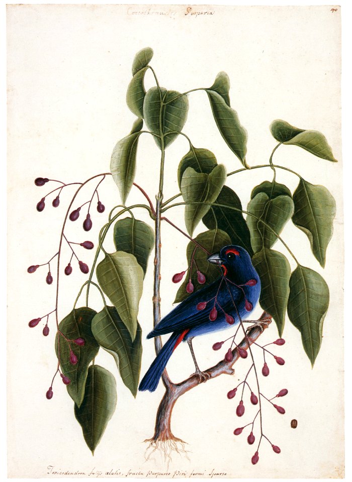 Mark Catesby – Loxigilla violacea, Metopium toxiferum [from Mark Catesby’s Natural History of America]