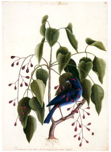 Mark Catesby – Loxigilla violacea, Metopium toxiferum [from Mark Catesby’s Natural History of America]