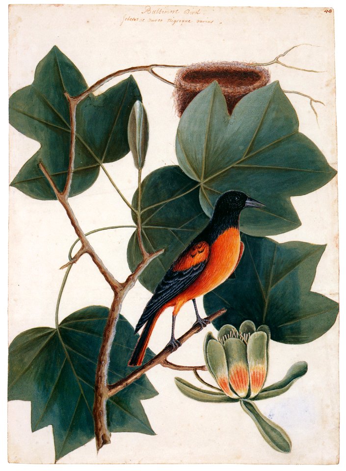 Mark Catesby – Icterus galbula, Liriodendron tulipifera [from Mark Catesby’s Natural History of America]