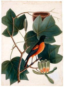 Mark Catesby – Icterus galbula, Liriodendron tulipifera [from Mark Catesby’s Natural History of America]
