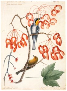 Mark Catesby – Dendroica dominica, Dendroica pinus, Acer rubrum [from Mark Catesby’s Natural History of America]