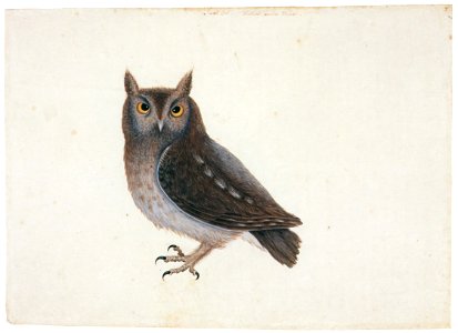 Mark Catesby – Otus asio [from Mark Catesby’s Natural History of America]