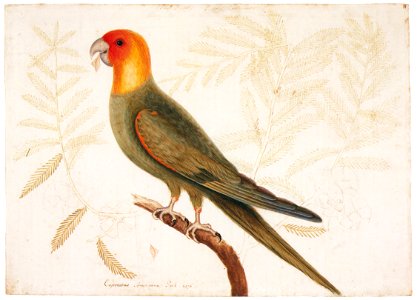 Mark Catesby – Conuropsis carolinensis, Taxodium distichum [from Mark Catesby’s Natural History of America]