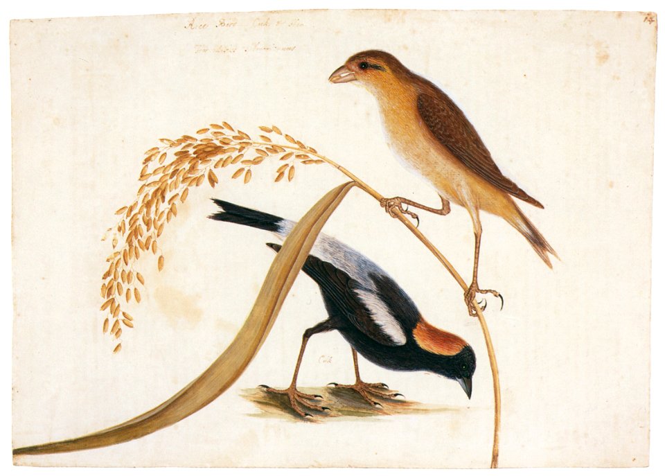 Mark Catesby – Dolichonyx oryzivorus, Oryza sativa [from Mark Catesby’s Natural History of America]