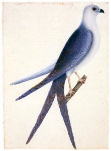 Mark Catesby – Elanoides forficatus [from Mark Catesby’s Natural History of America]