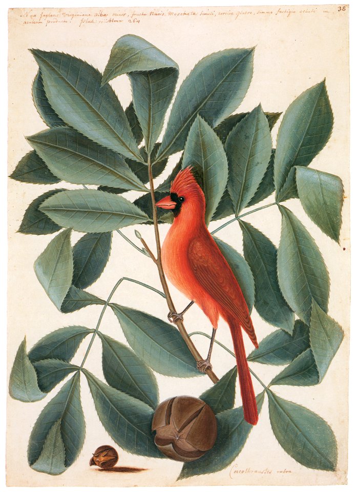 Mark Catesby – Cardinalis cardinalis, Carya tomentosa, Carya cordiformis [from Mark Catesby’s Natural History of America]