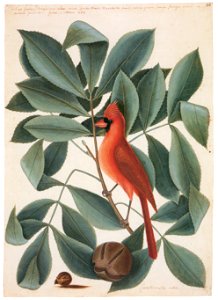 Mark Catesby – Cardinalis cardinalis, Carya tomentosa, Carya cordiformis [from Mark Catesby’s Natural History of America]