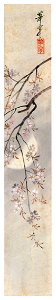 Takabatake Kashō – Cherry Blossoms at Night [from Catalogue of Takabatake Kashō Taisho Roman Museum]. Free illustration for personal and commercial use.
