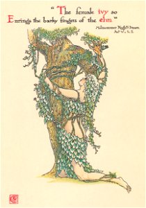 Walter Crane – The female ivy so Enrings the barky fingers of the elm. (A Midsummer Night’s Dream) [from Flowers from Shakespeare’s Garden]. Free illustration for personal and commercial use.