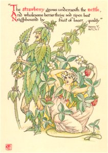Walter Crane – The strawberry grows underneath the nettle, And wholesome berries thrive and ripen best Neighbour’d by fruit of baser quality (Henry V) [from Flowers from Shakespeare’s Garden]. Free illustration for personal and commercial use.
