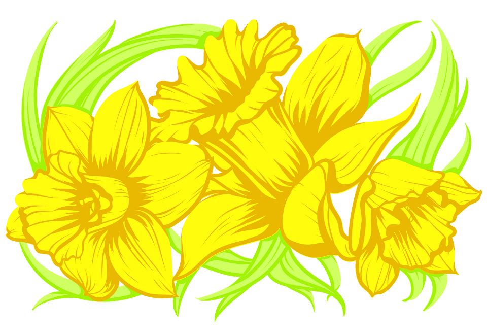 Daffodil. Free illustration for personal and commercial use.