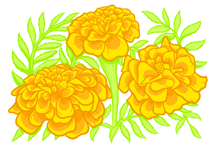 Marigold. Free illustration for personal and commercial use.
