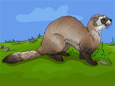 Black footed ferret. Free illustration for personal and commercial use.