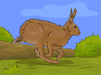 Brown hare. Free illustration for personal and commercial use.