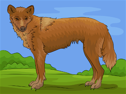 Dingo. Free illustration for personal and commercial use.