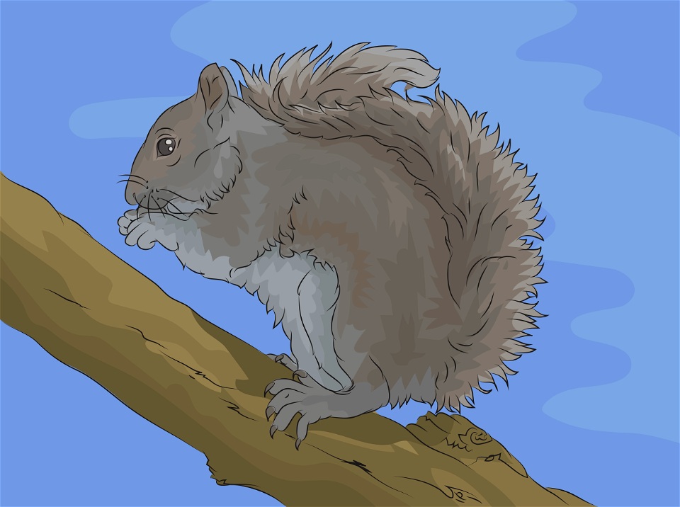 Eastern grey squirrel. Free illustration for personal and commercial use.