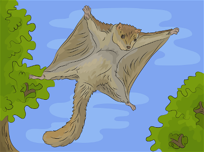Flying squirrel. Free illustration for personal and commercial use.