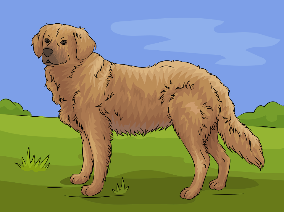 Golden retriever. Free illustration for personal and commercial use.