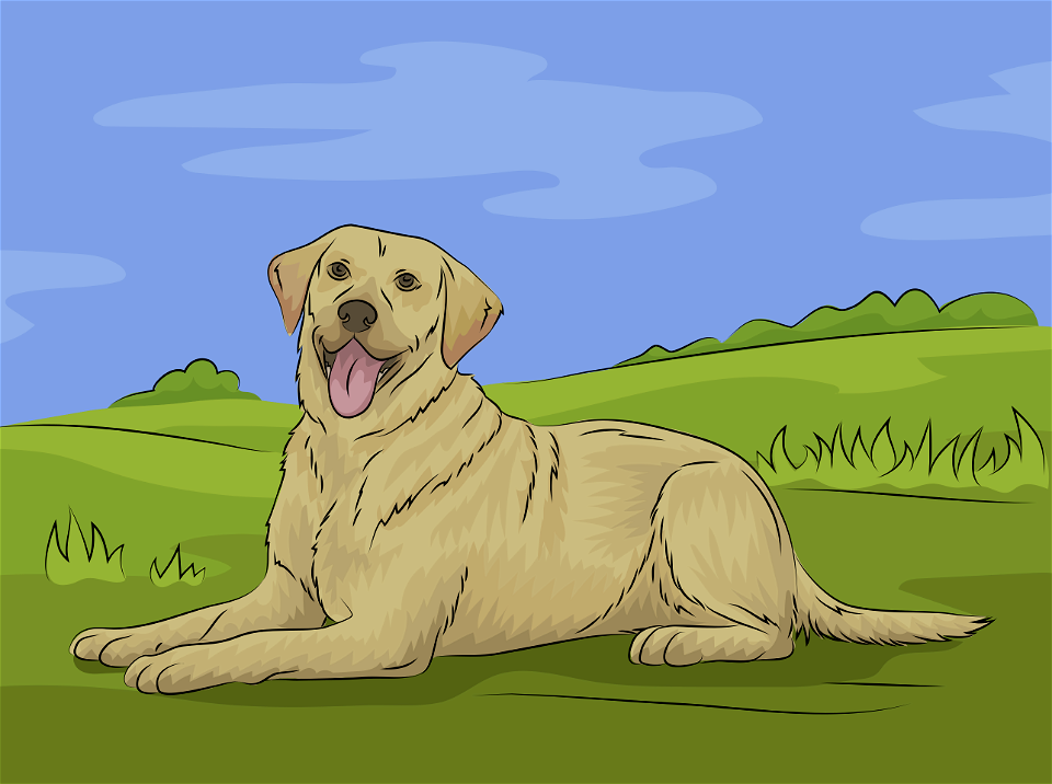 Labrador retriever. Free illustration for personal and commercial use.
