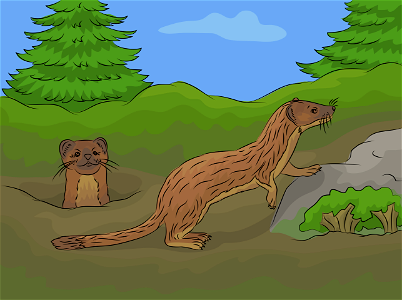 Long tailed weasel. Free illustration for personal and commercial use.