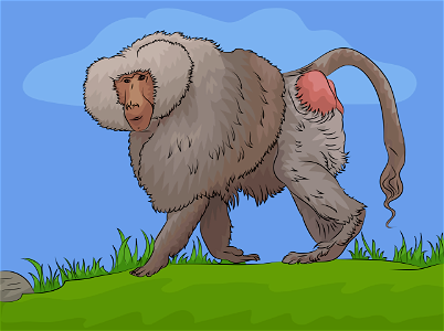 Male hamadryas baboon. Free illustration for personal and commercial use.