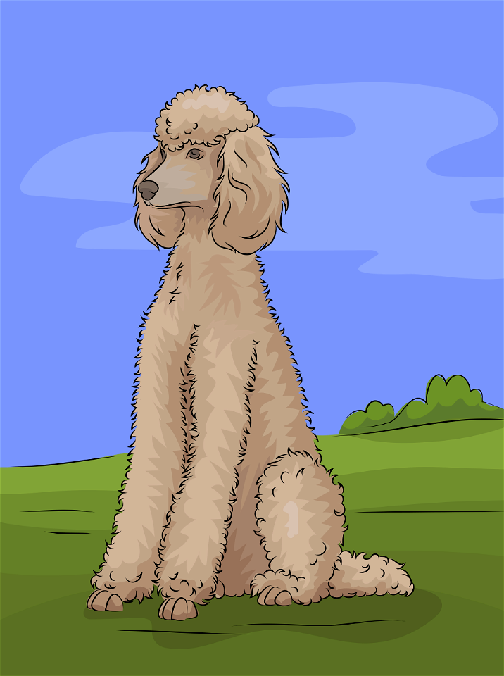 Poodle. Free illustration for personal and commercial use.
