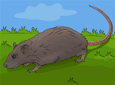 Rat. Free illustration for personal and commercial use.