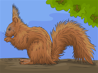 Red squirrel. Free illustration for personal and commercial use.