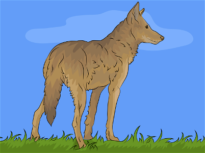 Red wolf. Free illustration for personal and commercial use.