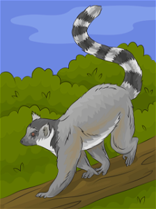 Ring tailed lemur. Free illustration for personal and commercial use.