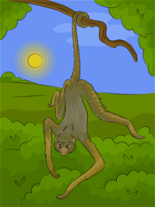 Spider monkey. Free illustration for personal and commercial use.