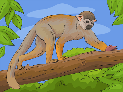 Squirrel monkey. Free illustration for personal and commercial use.