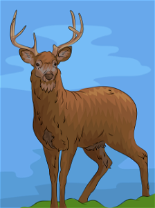 White tail deer. Free illustration for personal and commercial use.