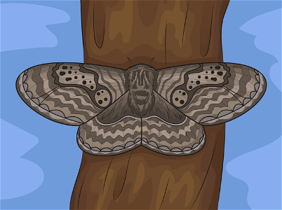 Brahmeid moth. Free illustration for personal and commercial use.