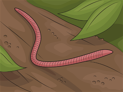 Red wiggler worm. Free illustration for personal and commercial use.