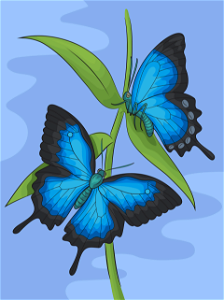 Ulysses butterflies. Free illustration for personal and commercial use.
