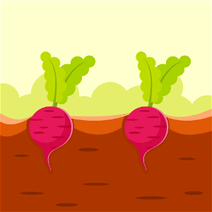 Radish growing. Free illustration for personal and commercial use.