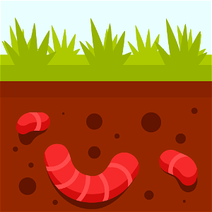 Worm soil