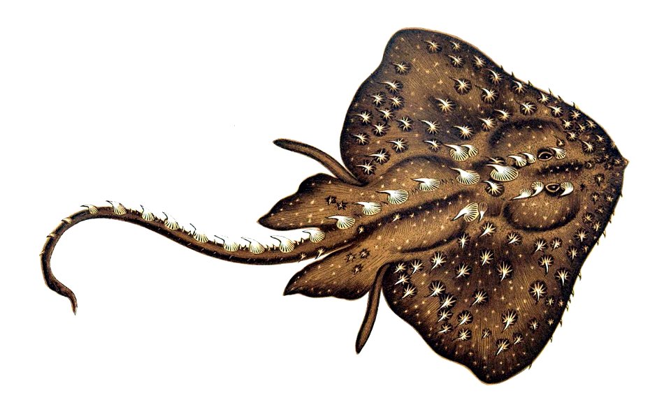 Amblyraja radiata
