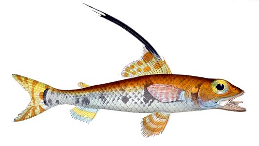 Aulopus filamentosus