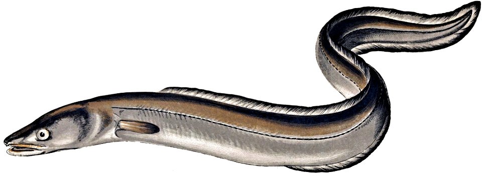 Conger conger