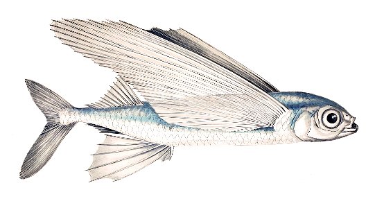 Exocoetus volitans
