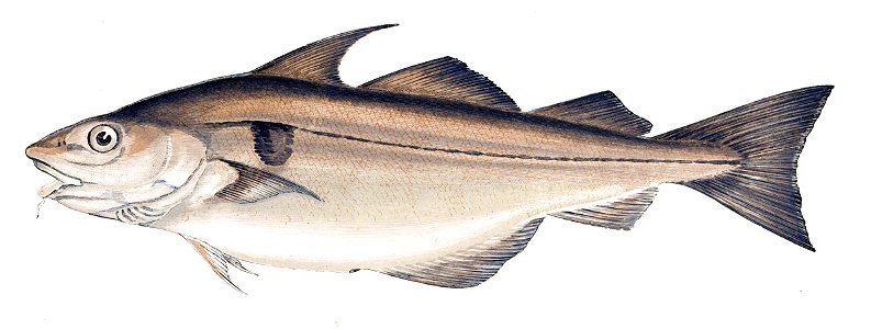 Melanogrammus aeglefinus
