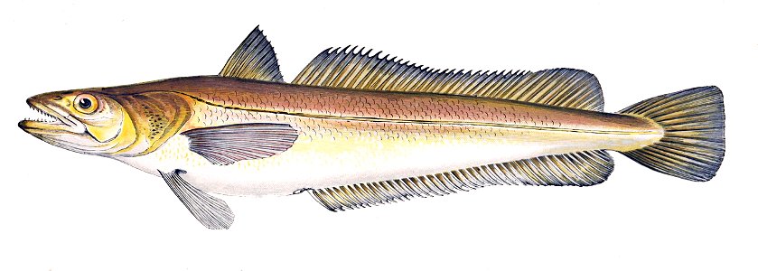 Merluccius merluccius