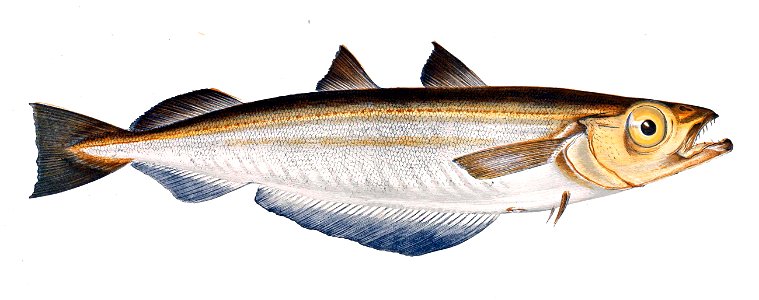 Micromesistius poutassou