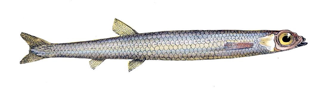 Microstoma microstoma