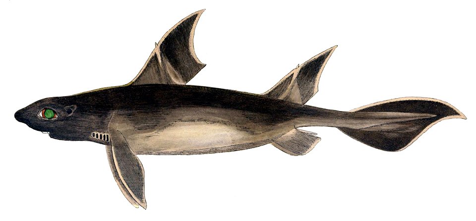 Oxynotus centrina Creazilla