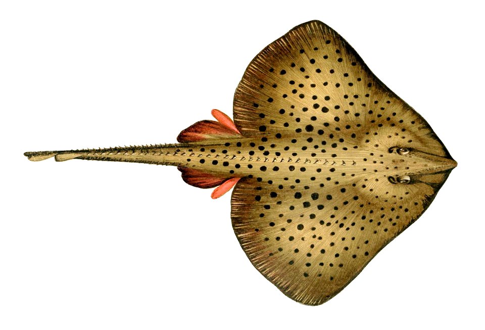 Raja montagui