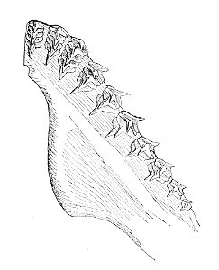Squatina squatina maxillary. Free illustration for personal and commercial use.
