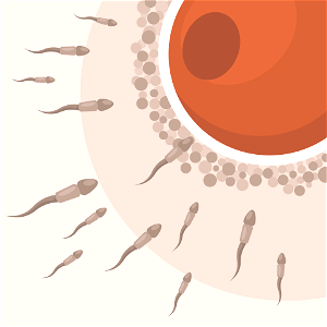 Fertilization spermatozoon egg cell. Free illustration for personal and commercial use.